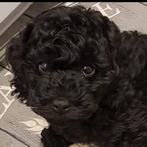 Meet your Posher, Lucy